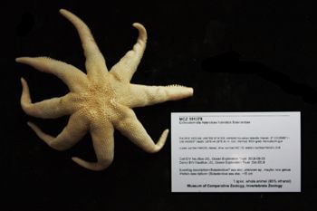 Media type: image; Invertebrate Zoology 151075